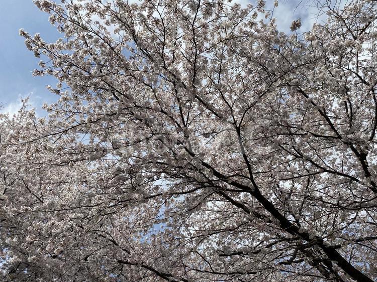桜・ソメイヨシノ・春 桜,さくら,サクラの写真素材