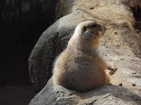 ちょこんと座るプレリードック プレリードック,可愛い動物,小動物の写真素材