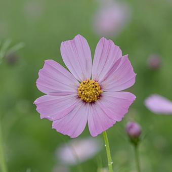 雨の日のコスモス畑 雨の日のコスモス畑 秋桜,秋,つぼみの写真素材