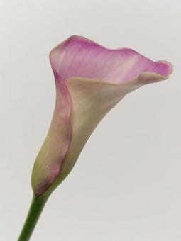 ピンク色のカラーの花 ピンク色のカラーの花の写真