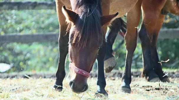 初秋の開田高原放牧場の木曽馬 初秋の開田高原放牧場の木曽馬の写真