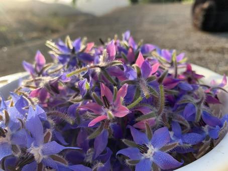 ボリジ ボリジ,エディブルフラワー,ハーブの写真素材