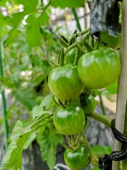 畑のトマトの写真