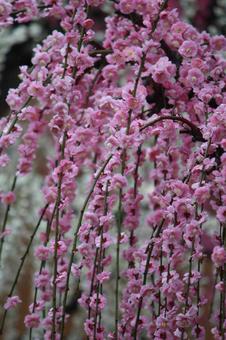 ウメの花 ウメの花の写真