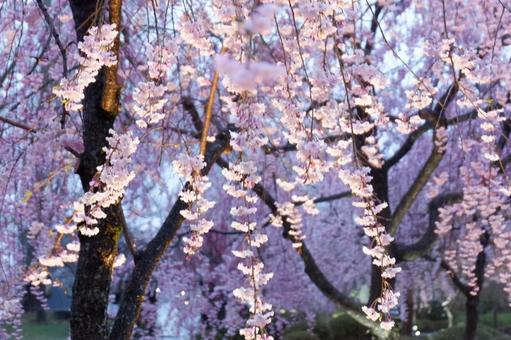 さくら さくらの写真