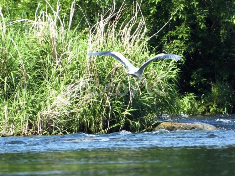 川の上を飛翔するアオサギ 鳥,野鳥,アオサギの写真素材