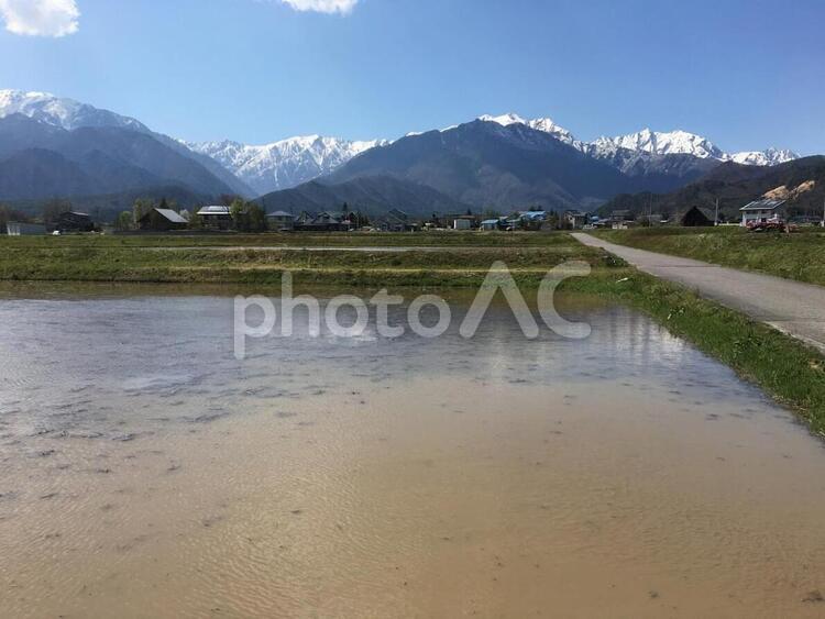 北アルプスと田園風景 北アルプス,雪山,後立山連峰の写真素材