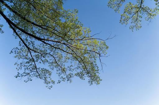 青空に広がる若葉の枝と初夏の光① 青空,若葉,葉の写真素材