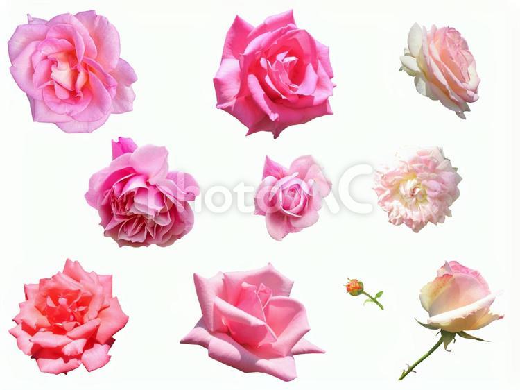ピンクのバラ切り抜きセット５ 薔薇,psd,ピンクの写真素材