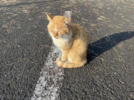 Stray cat standing on the road, JPG
