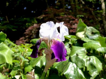 公園の花壇に咲くジャーマンアイリス 公園の花壇に咲くジャーマンアイリスの写真
