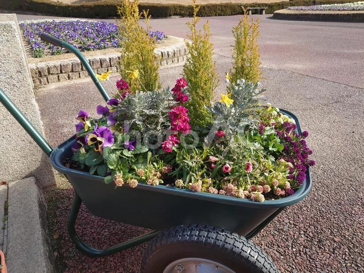 手押し車にアレンジされた草花 花,草花,手押し車の写真素材