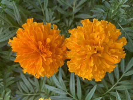 マリーゴールド 花 マリーゴールド 花 マリーゴールド,ガーデニング,園芸の写真素材