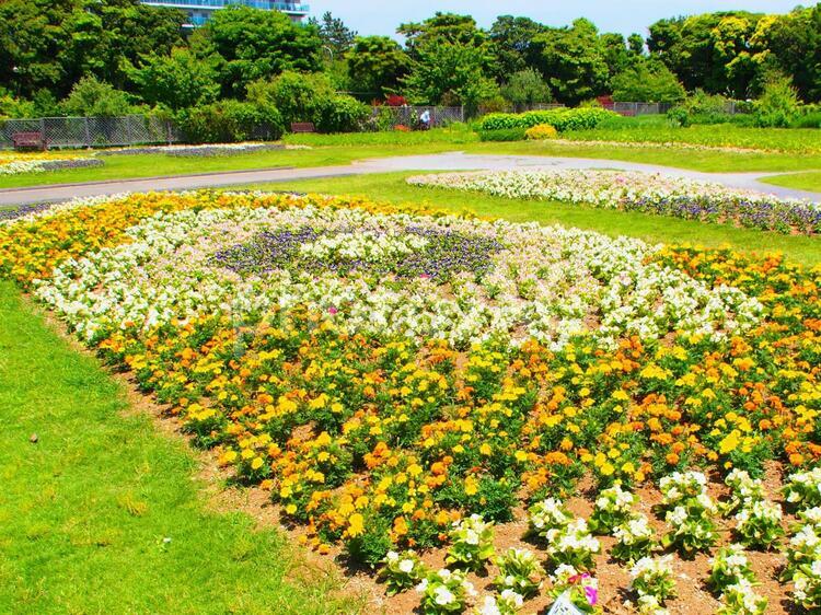 五月の花壇のトレニア・マリーゴールド・ベゴニア アウトドア,カラフル,トレニアの写真素材