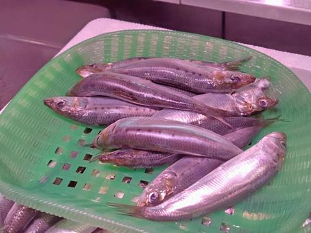 魚屋さんの「カタクチイワシ」 魚屋さんの「カタクチイワシ」の写真