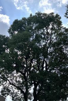 大きな木3の写真