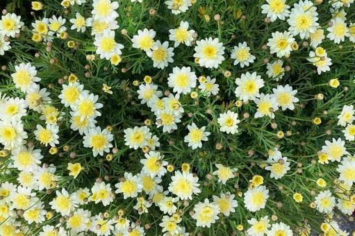 White daisies in full bloom in the flowerbed, JPG White daisies in full bloom in the flowerbed, daisy, chrysanthemum, flower, JPG