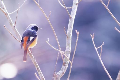 枝にとまるジョウビタキのオス 枝にとまるジョウビタキのオス 野鳥,ジョウビタキ,鳥の写真素材