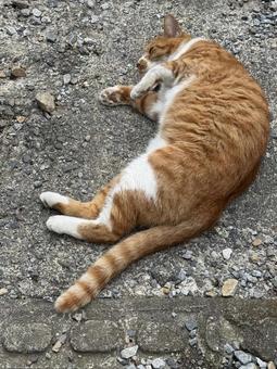 ゴロゴロする猫 ゴロゴロする猫の写真