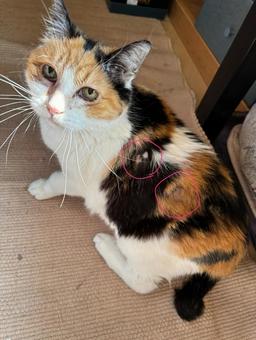 振り向き美人 振り向き美人 ねこ,ネコ,見つめるの写真素材