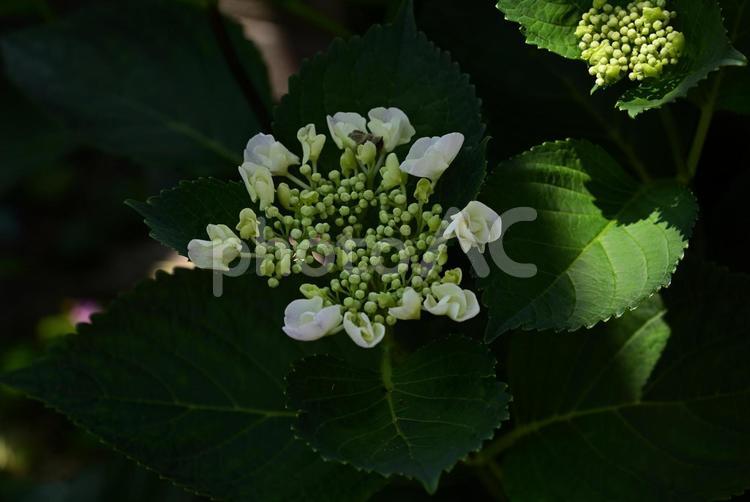 日陰で力強く咲く緑色の額紫陽花 額紫陽花,ガクアジサイ,紫陽花の写真素材
