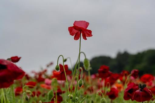 Konosu Flower Festival 2025, JPG Konosu Flower Festival 2025, JPG