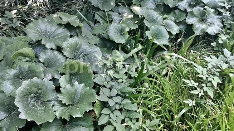 生い茂る雑草群 雑草,草,生い茂るの写真素材
