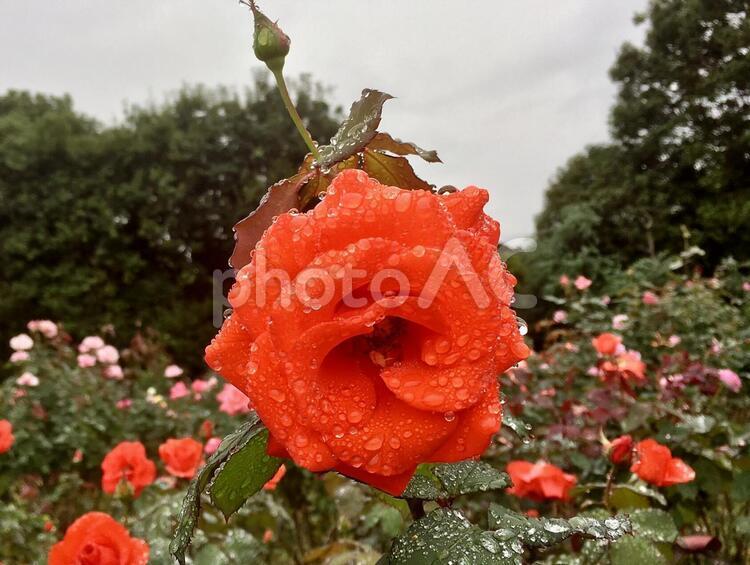 雨のしずくがついたオレンジの薔薇　バラ　ばら 薔薇,オレンジの薔薇,花の写真素材