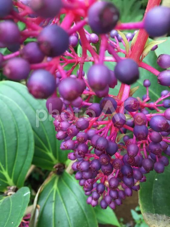鮮やかなヤマブドウ 植物,ブドウ,ヤマブドウの写真素材