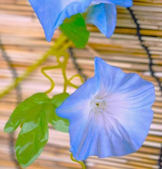 夏の花&すだれ 夏の花&すだれの写真