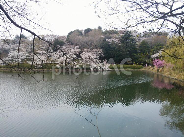 桜と池と八重桜 桜,花見,ソメイヨシノの写真素材