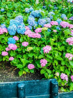 Hydrangea in Kamakura, hydrangea, kamakura, flower, JPG