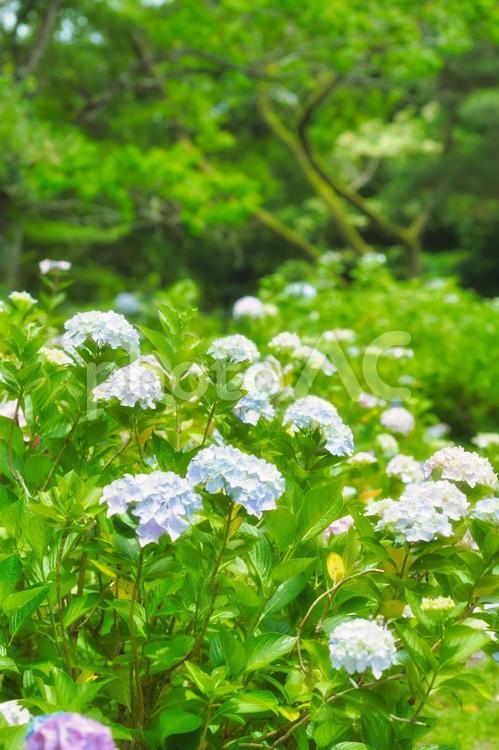 アジサイ　紫陽花　あじさい 6月,紫陽花,2023年の写真素材