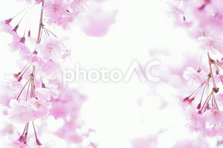 枝垂れ桜のフレーム背景 桜,枝垂れ桜,背景の写真素材