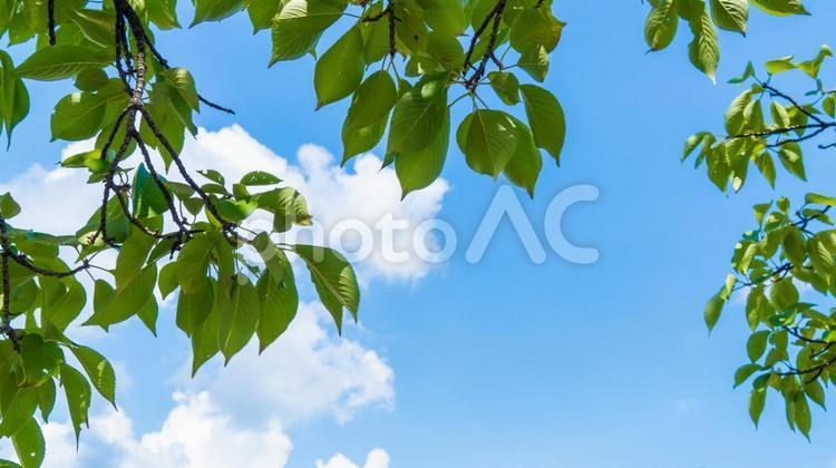 緑の植物と夏の青空 青空,夏,雲の写真素材