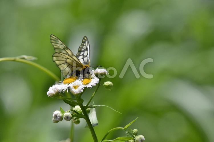 花にとまったウスバシロチョウ ウスバシロチョウ,チョウ,しろいの写真素材