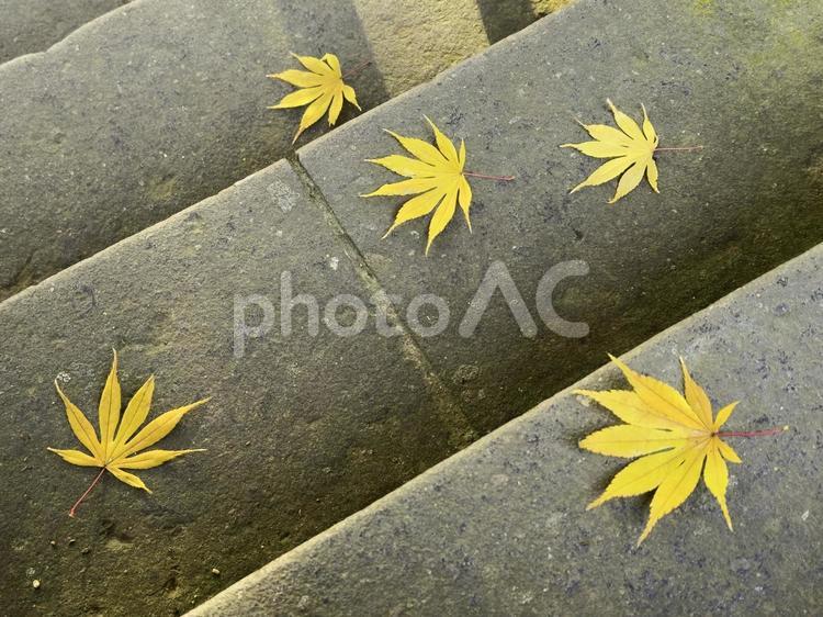石段ともみじ(秋のイメージ) 紅葉,秋,風景の写真素材