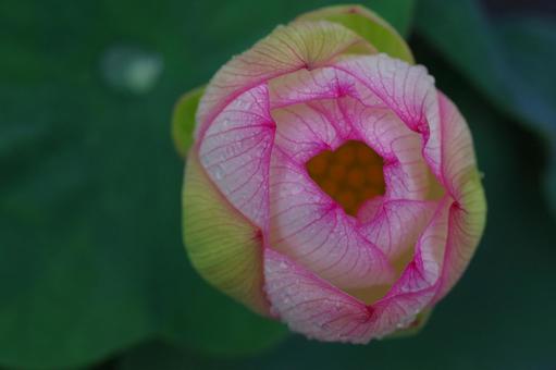 蓮 ハス 天竺斑 水辺の花 蓮 ハス 天竺斑 水辺の花の写真