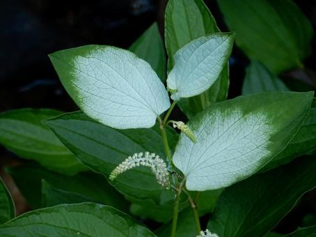 【花の写真】ハンゲショウ 【花の写真】ハンゲショウ ハンゲショウ,半夏生,植物の写真素材