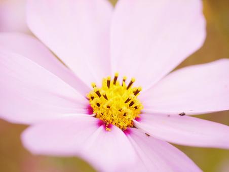 ピンク色のコスモスのアップ コスモス,こすもす,花の写真素材