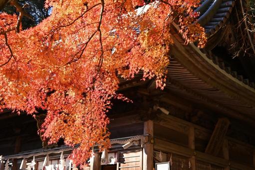 松平東照宮のもみじの紅葉 松平東照宮のもみじの紅葉 紅葉,もみじ,綺麗の写真素材