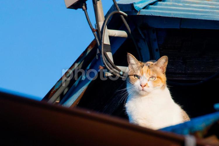 屋根の上の猫 猫,屋根,空の写真素材