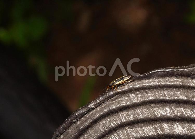カスミカメムシの一種 ケブカキベリナガカスミカメ,カスミカメムシ,カメムシの写真素材