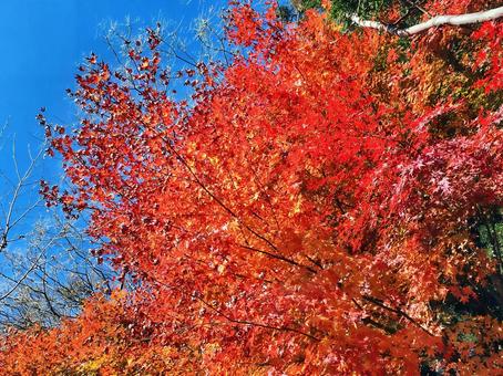 ときがわの紅葉と青空 ときがわの紅葉と青空の写真