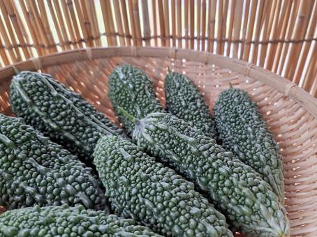 採れたて夏野菜ゴーヤのザル盛_1 採れたて夏野菜ゴーヤのザル盛_1の写真
