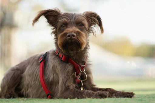 ミニチュアシュナウザーのポートレート 犬,ミニチュアシュナウザー,シュナウザーの写真素材