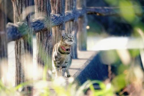 空を見上げる猫 空を見上げる猫の写真
