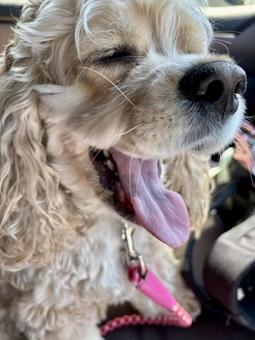 犬の車中のあくび 犬の車中のあくび 犬,車,シートの写真素材