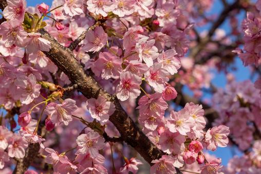 Cherry blossoms Japanese white-eye, JPG