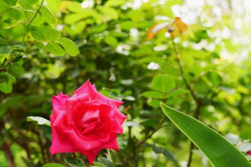 きれいに咲くバラの写真